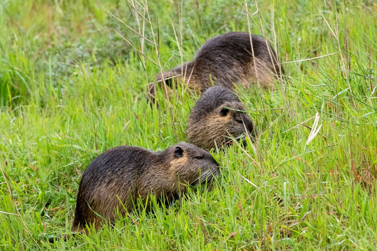 Un record de ragondins et rats musqués capturés dans la Manche ...